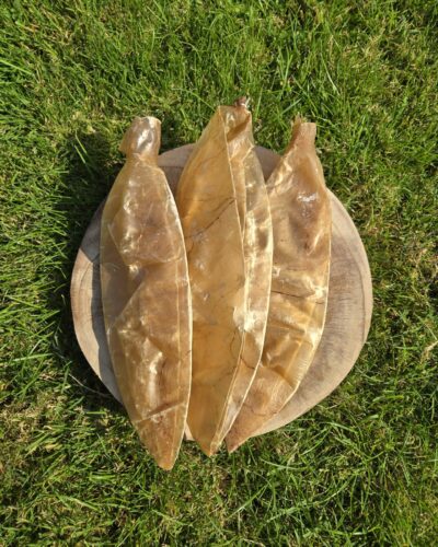 Kalfsblaas, natuurlijke snack voor honden