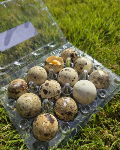 Kwarteleitjes gevriesdroogd